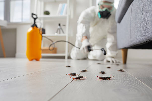 Post-Treatment Bed Bug Interceptor Monitoring in Gholson